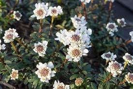 Iberis Sempervirens, Ophalen