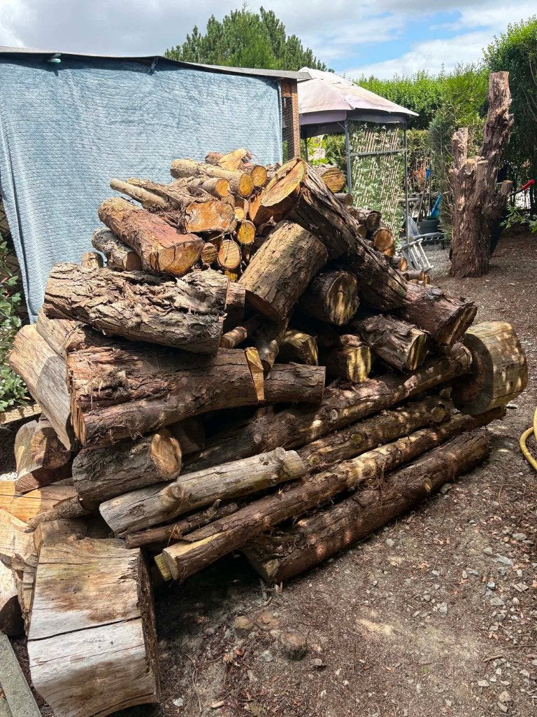 bois de chauffage, 3 à 6 m³, Enlèvement, Autres essences de bois, Troncs d'arbres