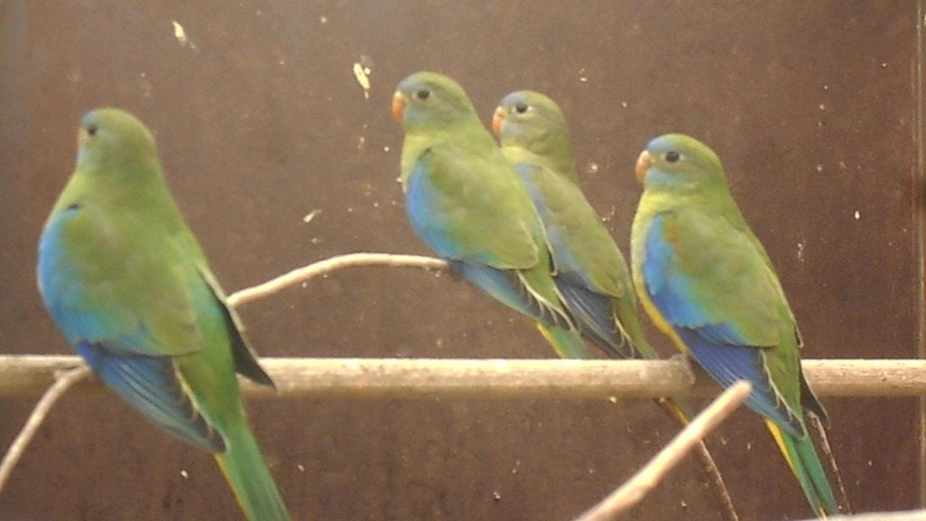 turqazines, couleur naturelle non apparentée, Plusieurs animaux, Perruche, Bagué