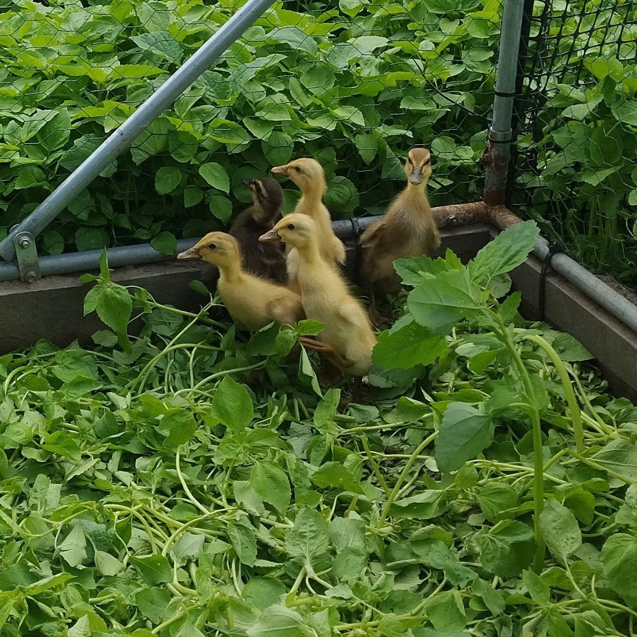 Indische loopeenden kuikens, Dieren en Toebehoren, Geslacht onbekend, Eend