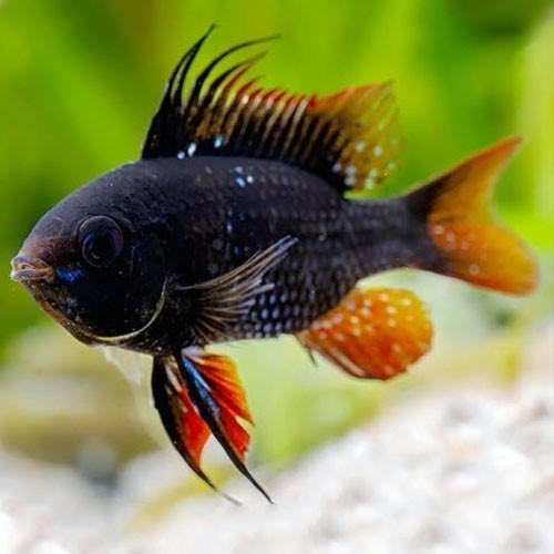 German Black Ramirezi, Dieren en Toebehoren