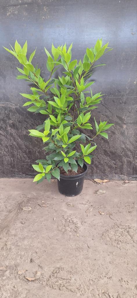 Echte laurier, Laurus nobilis, struik keukenkruid, Tuin en Terras, Ophalen