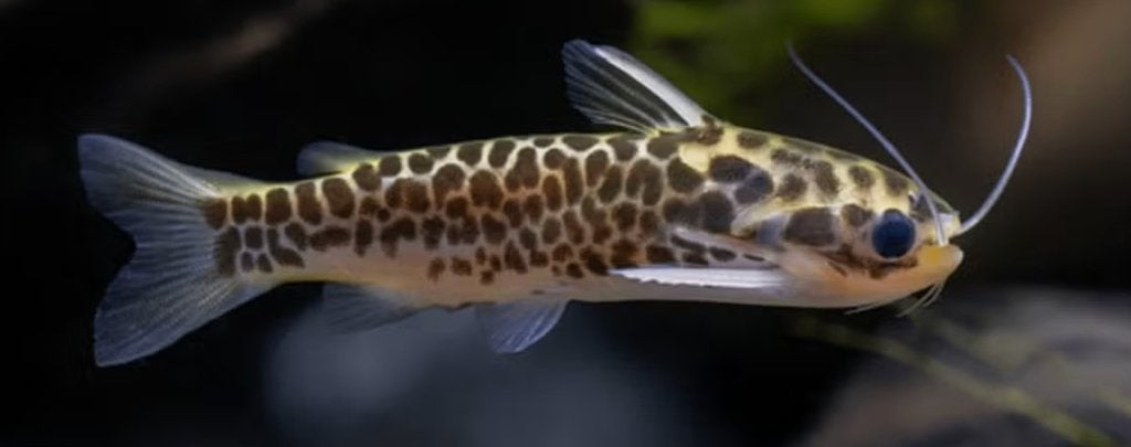 Duringlanis perugiae (honingraatmeerval of oliemeerval), Dieren en Toebehoren, Vissen | Aquariumvissen, Vis, Zoetwatervis
