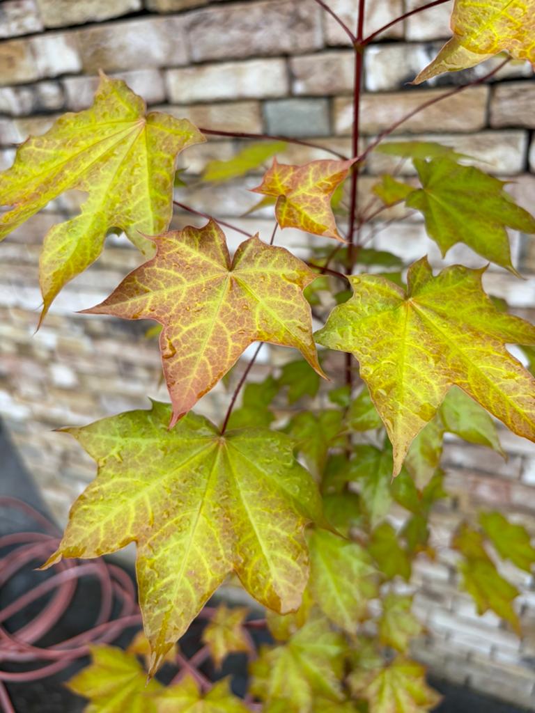 Acer cappadocicum (kolchische esdoorn), Tuin en Terras, Ophalen