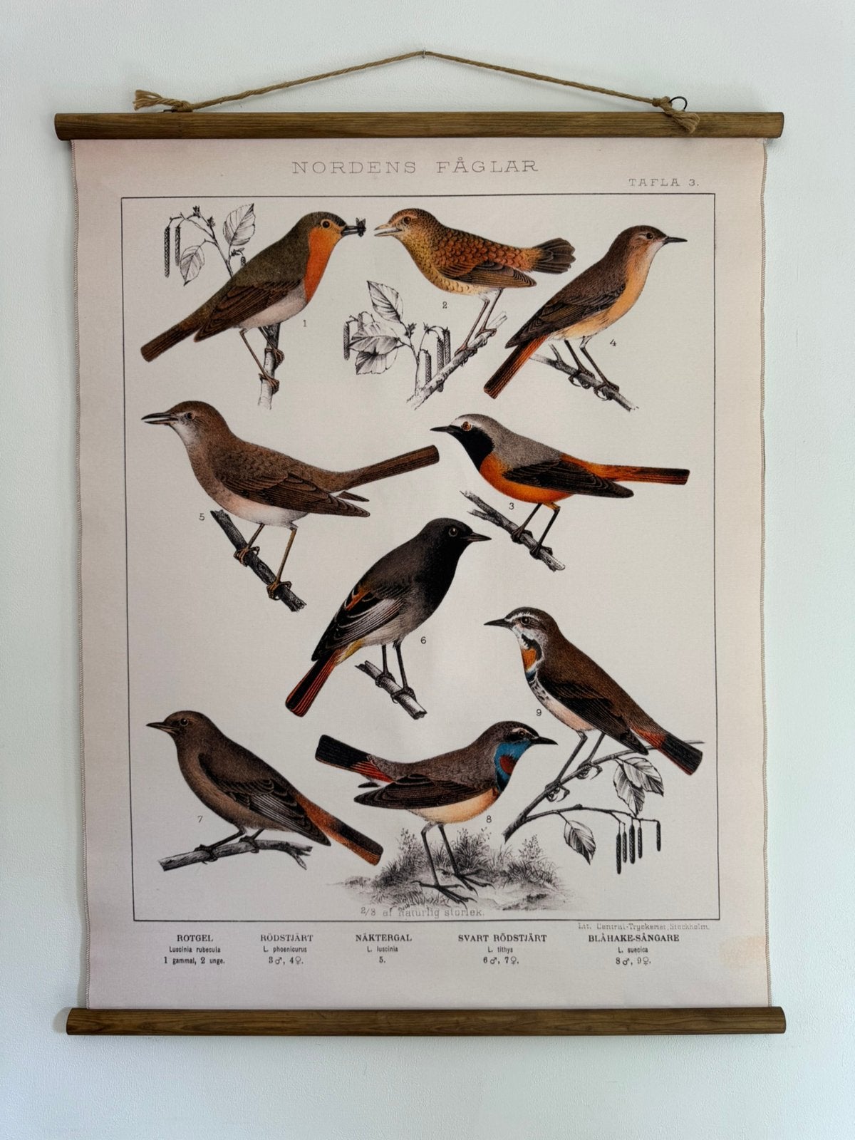 Decoratie vogels o.a. Nachtegaal,.., Ophalen, Nieuw
