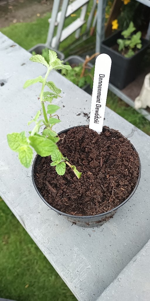 Dennenmunt, Tuin en Terras, Ophalen, Vaste plant, Halfschaduw, Kruiden