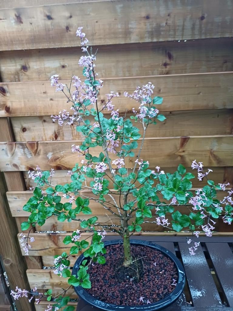 1 bonsai met paarse bloemen met zoete geur, Tuin en Terras, Ophalen