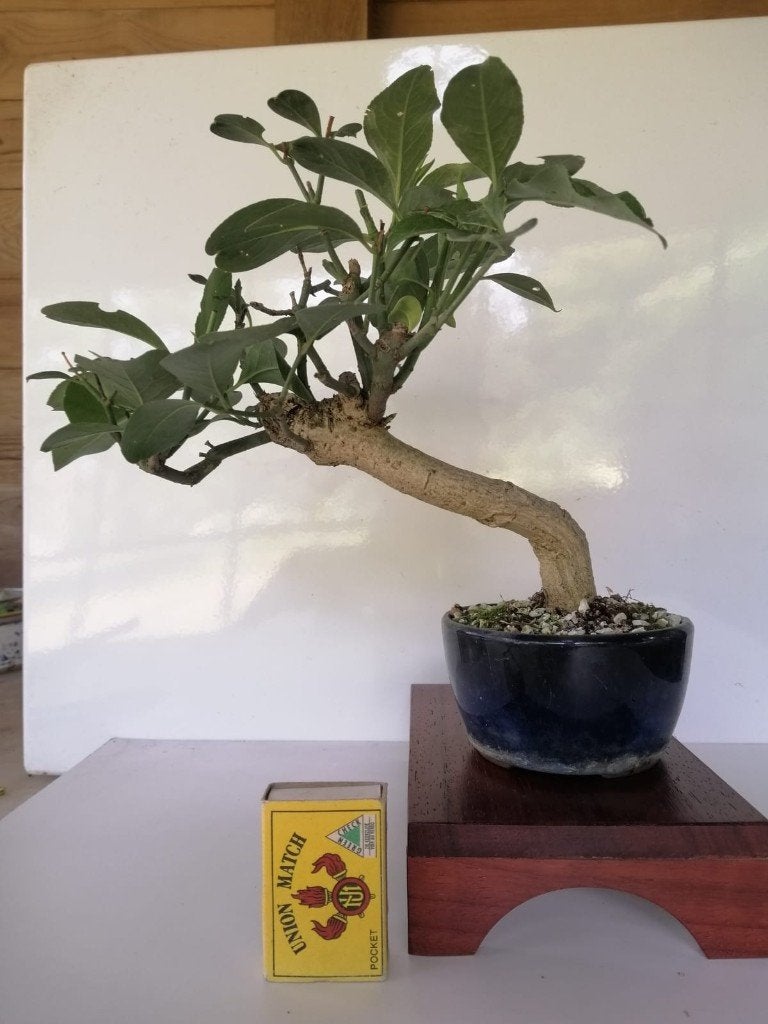 bonsai, Ophalen