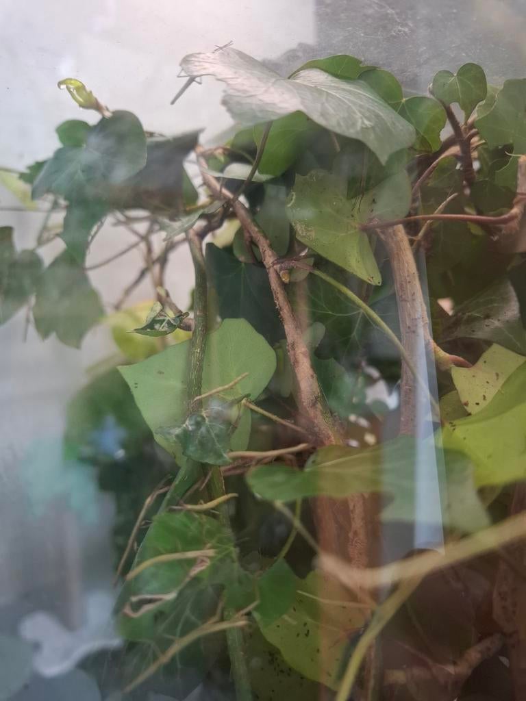 Wandelende takken gratis, Dieren en Toebehoren, Insecten en Spinnen, Wandelende tak