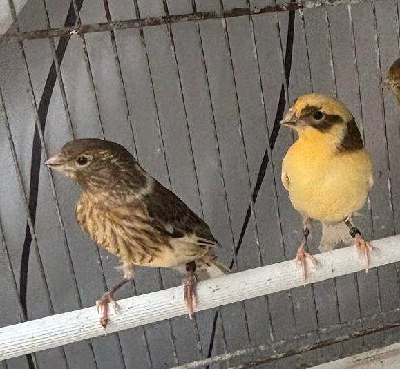 2 jonge mannelijke kanaries te koop, Mâle, Canari chanteur