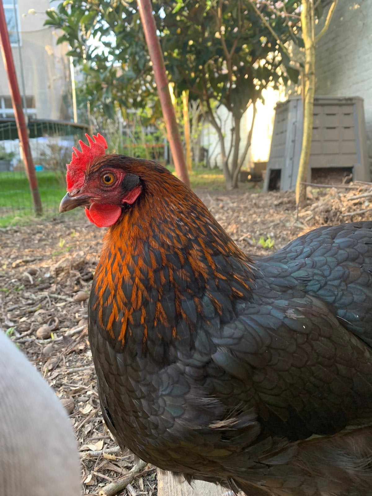 Poules Marans + Sussex, Femelle, Poule ou poulet
