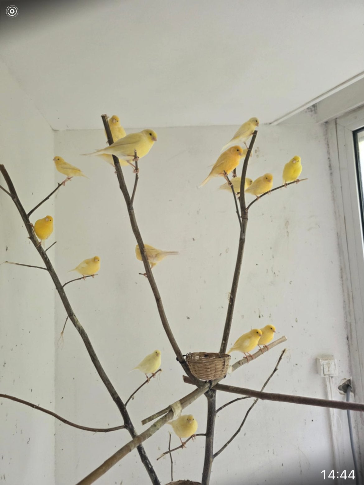 16 magnifiques canaris à vendre, tous ensemble, Plusieurs animaux, Canari de couleur