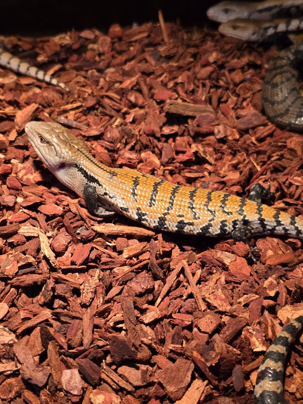 Prachtige Merauke blauwtongskinken (Tiliqua gigas evanescens, Dieren en Toebehoren