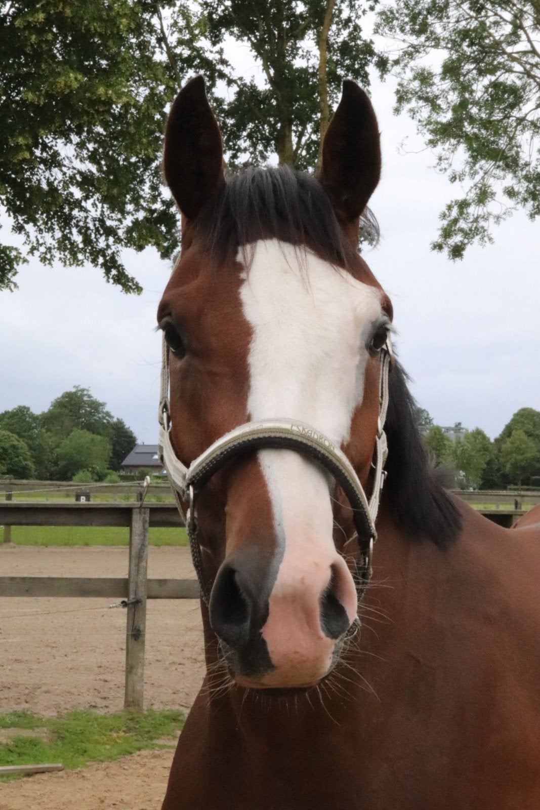 Veelbelovende 3-jarige sportmerrie – First Date  Timeless, Jument, Débourré, Cheval de récréation