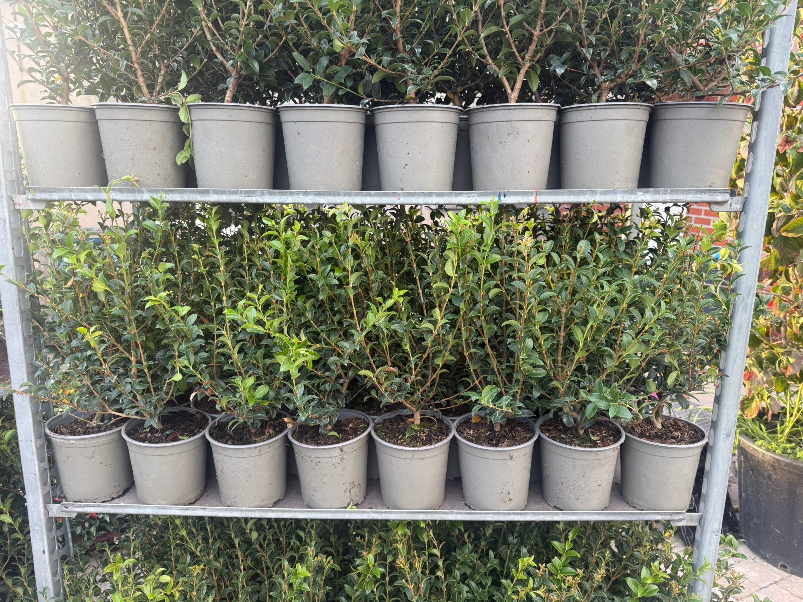 Osmanthus burkwoodii, Enlèvement