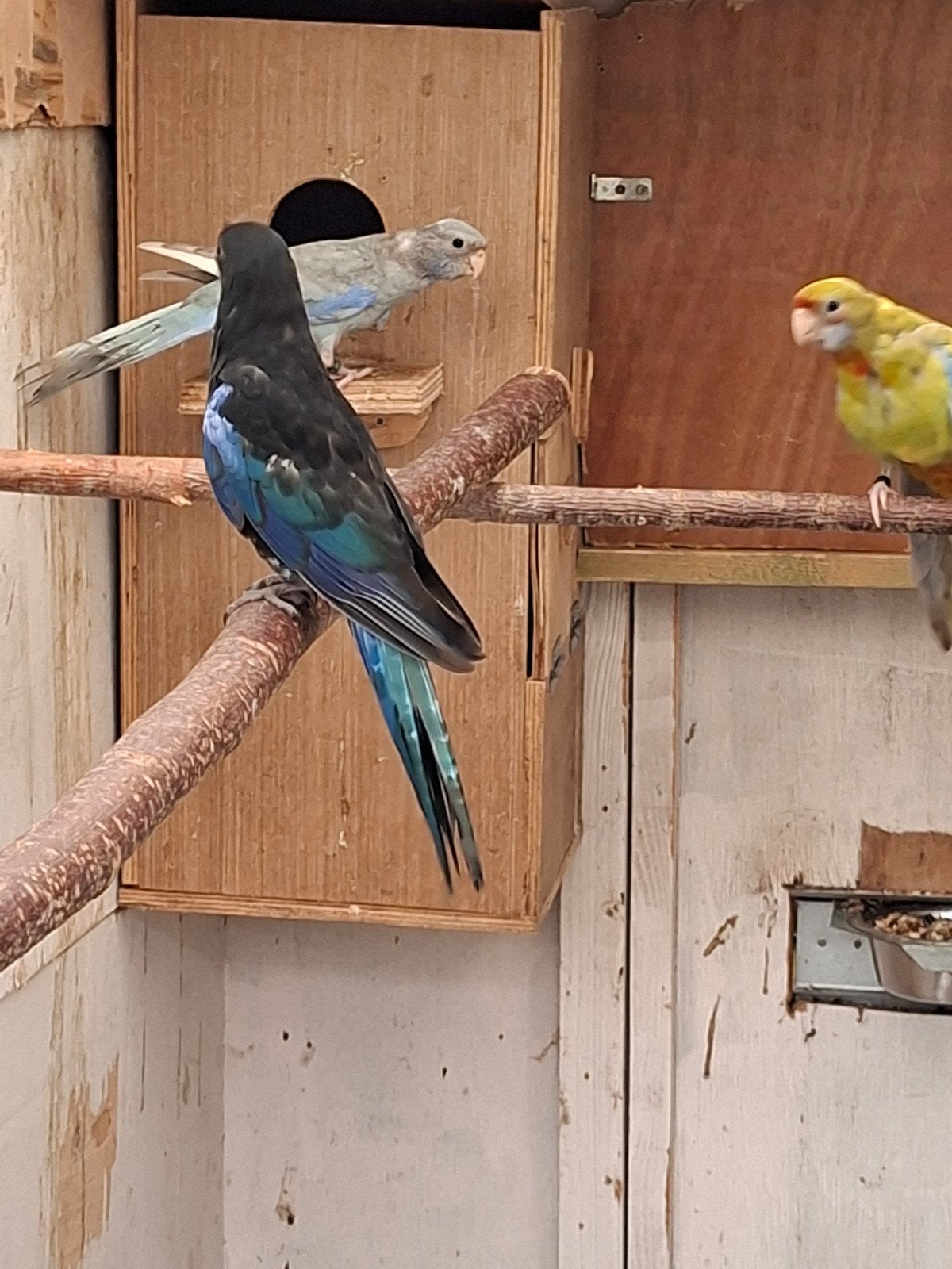 rosella pop