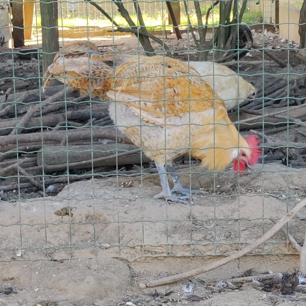Raszuiver geringde Brakels 2026, Plusieurs animaux, Poule ou poulet
