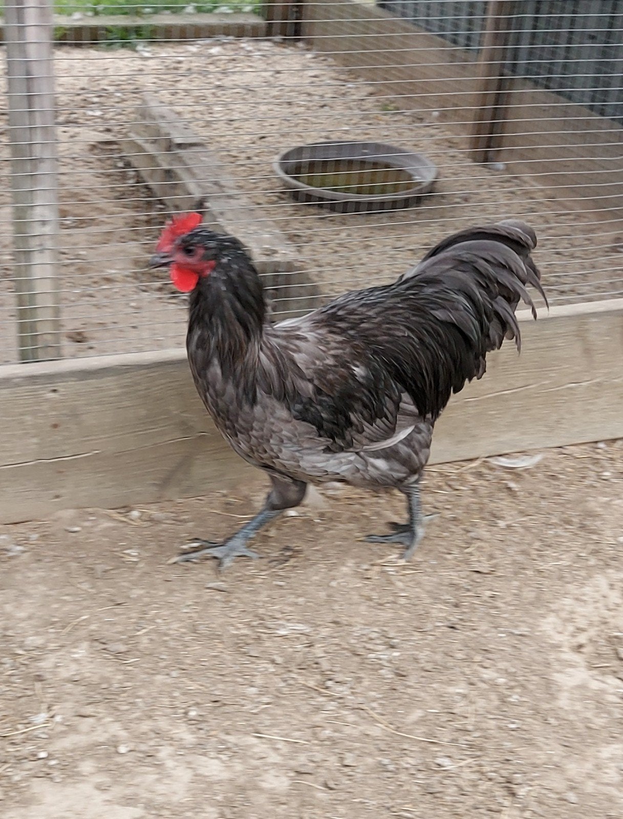 australorp haan