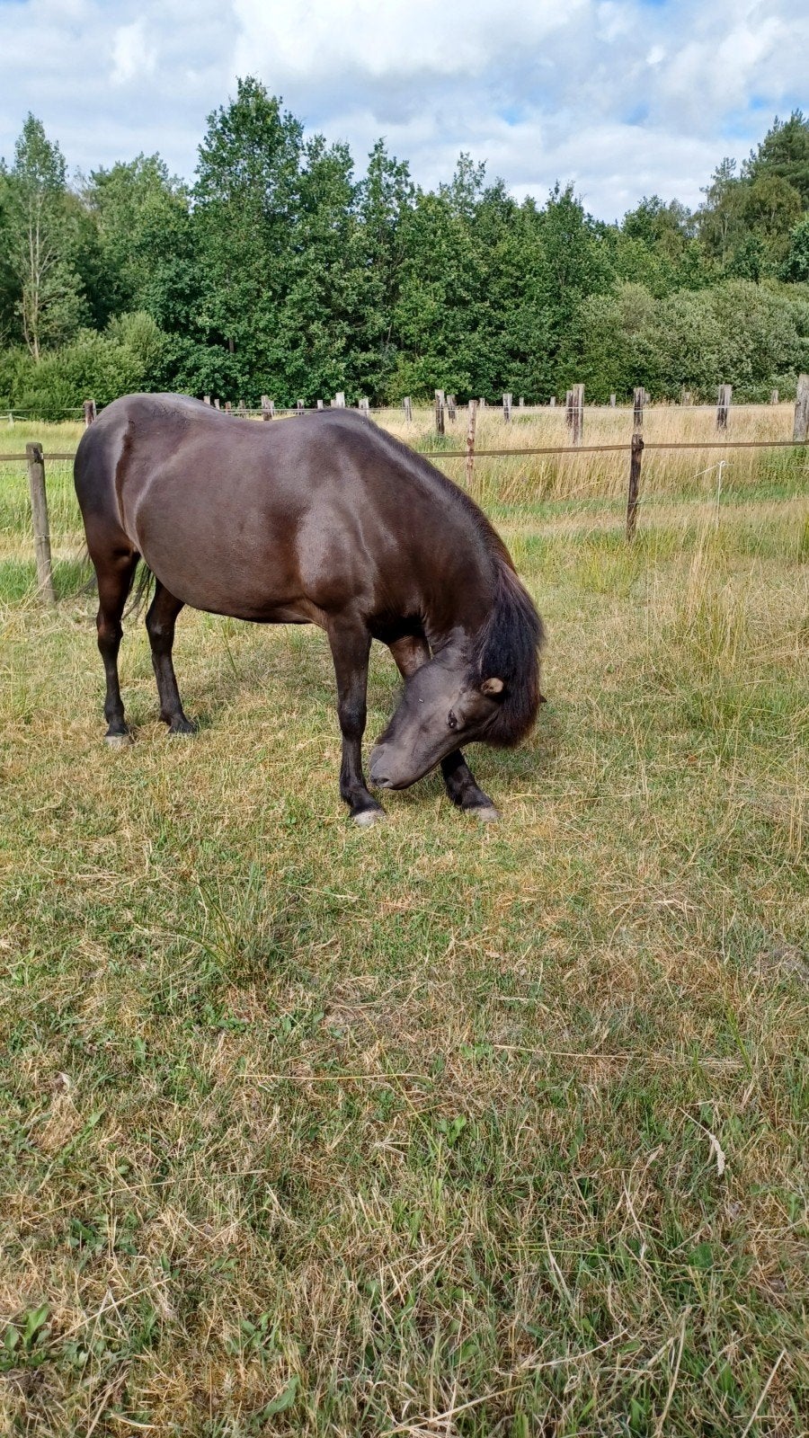 Ijsland paard merrie., Dieren en Toebehoren, Paarden