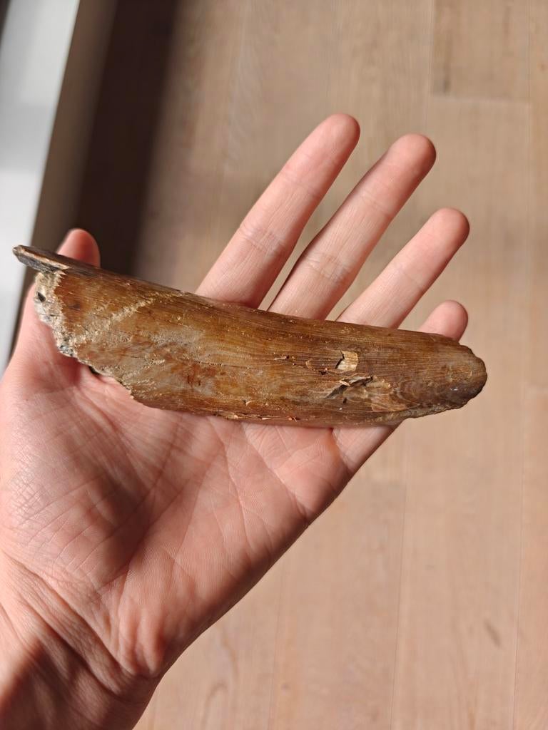 Punt baby wolharige mammoet, Ophalen of Verzenden