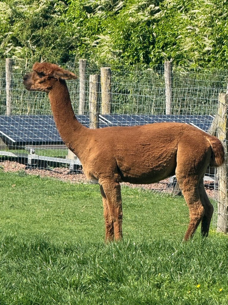 Mooi gebouwde alpaca hengst met aab registratie, Dieren en Toebehoren, Juni, Mannelijk
