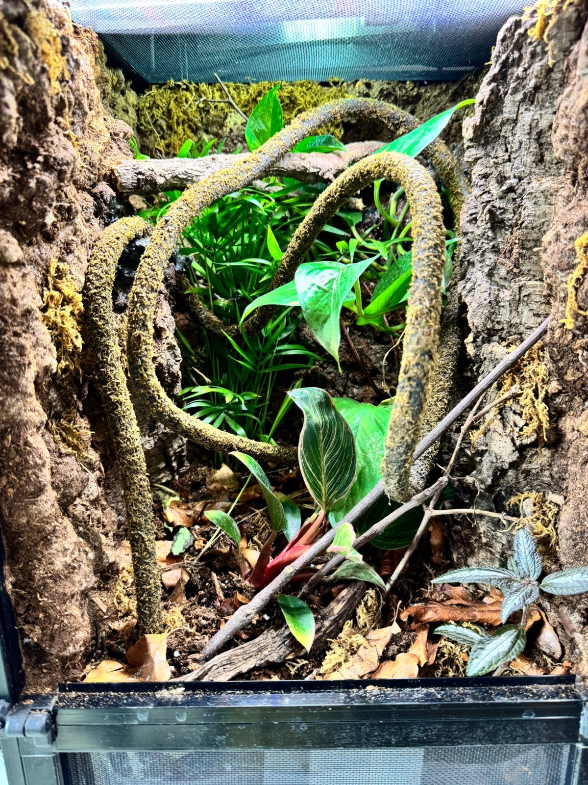 Bioactief terrarium, Animaux & Accessoires, Reptiles & Amphibiens, Lézard