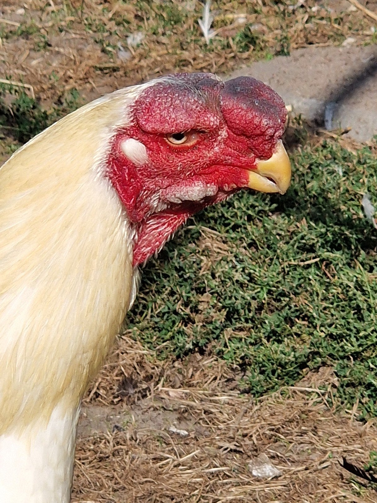 parrotbeak mix haan te koop, Dieren en Toebehoren, Pluimvee, Mannelijk, Kip