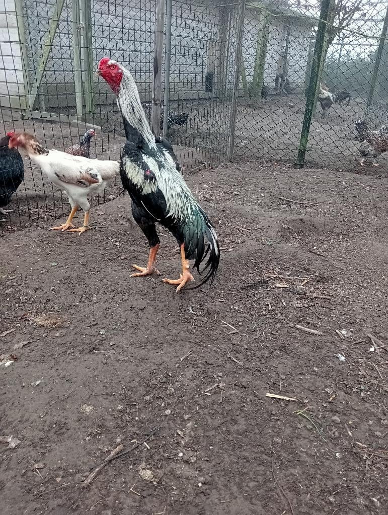 shamo kuikens, Dieren en Toebehoren, Pluimvee, Kip, Geslacht onbekend