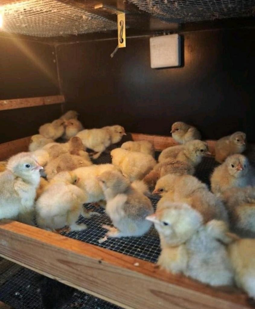 Eendagskuikens Brahma groothoenders te koop, Dieren en Toebehoren, Pluimvee
