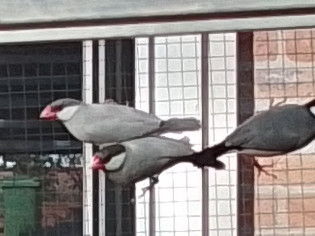 Rijstvogels, Meerdere dieren, Tropenvogel