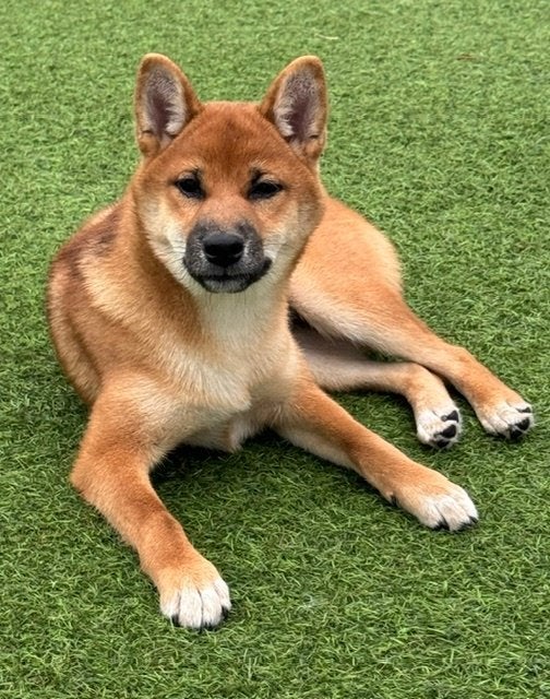 Shiba Inu teefje met stamboom, Dieren en Toebehoren, België, Fokker | Hobbymatig, 15 weken tot 1 jaar, Overige rassen