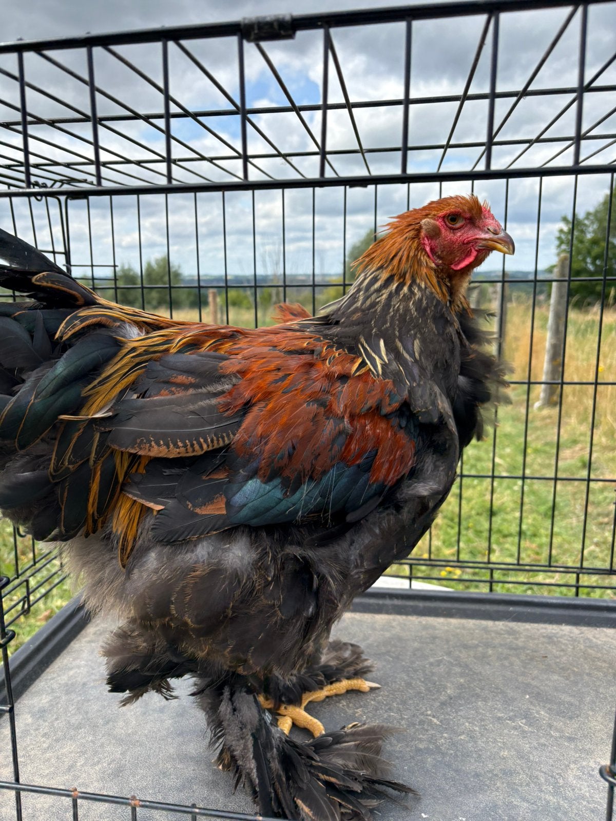 Jonge Brahma haan, Dieren en Toebehoren, Pluimvee