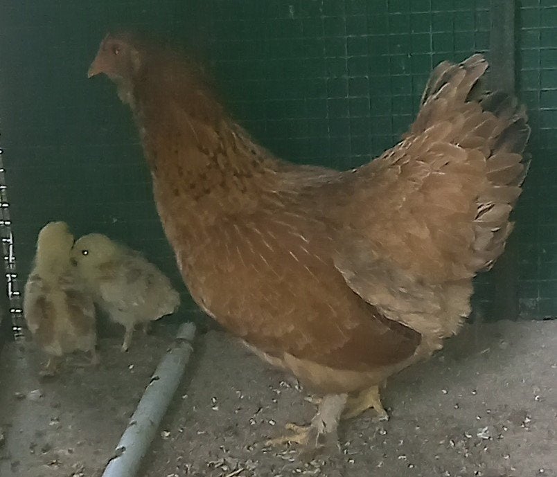 3 kuikens groenlegger, Dieren en Toebehoren, Meerdere dieren, Kip