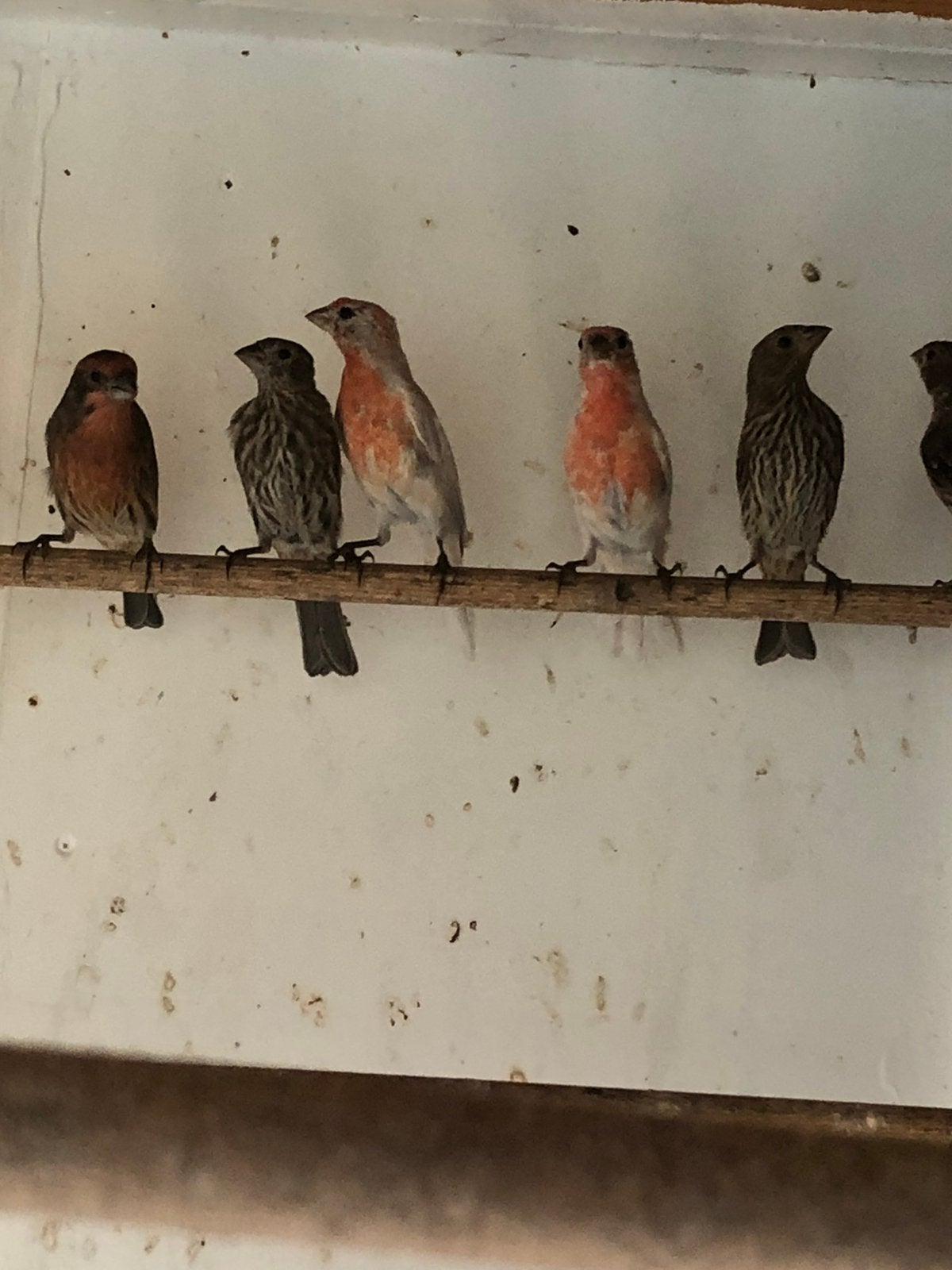 Mexicanse rood mus wilkleur en opaal, Dieren en Toebehoren