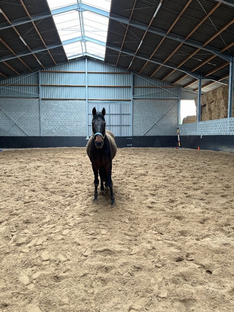 Starfire 5, Animaux & Accessoires, Chevaux, Cheval de dressage, Z, 11 ans ou plus, 165 à 170 cm
