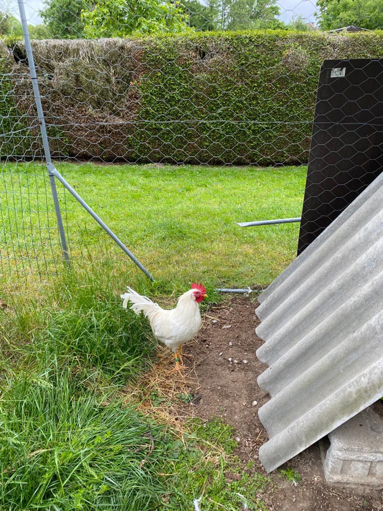 2 hanen, Dieren en Toebehoren, Pluimvee