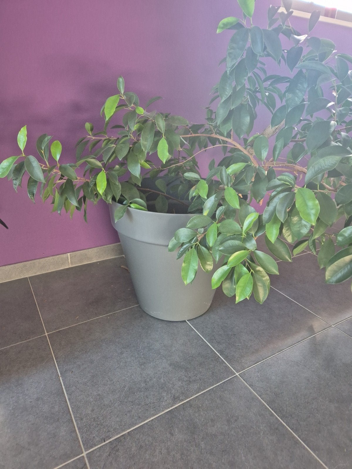 Grande plante d'intérieur avec grand pot Elho, Jardin & Terrasse, Enlèvement, Intérieur