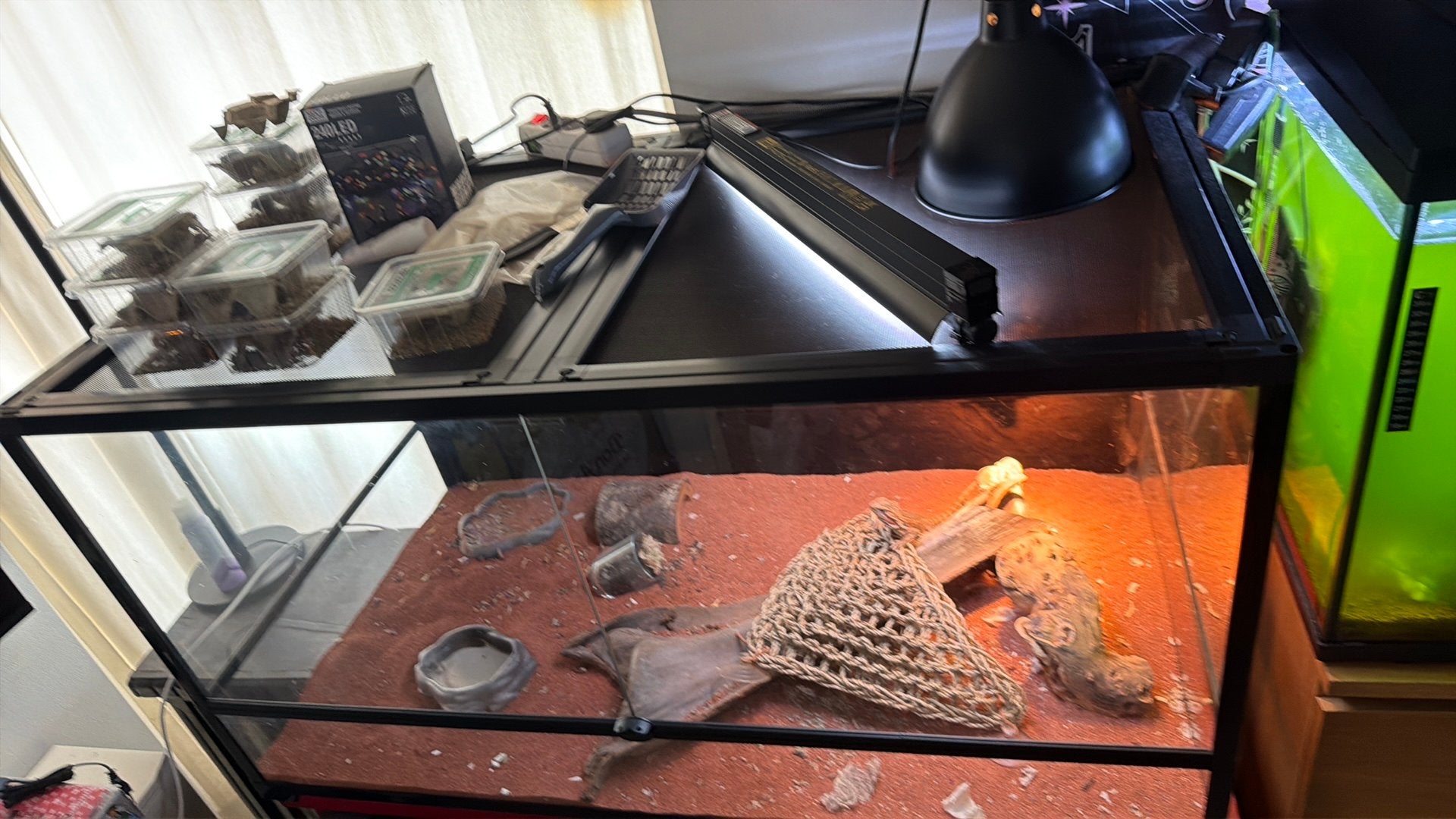 Baardagaam, Dieren en Toebehoren, Ophalen, Zo goed als nieuw, Terrarium of Paludarium