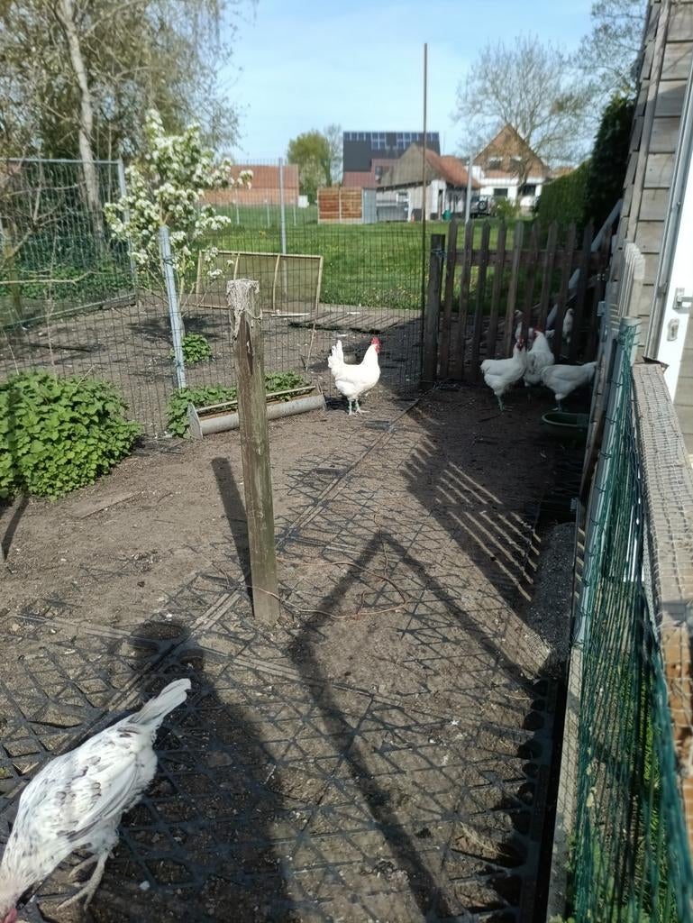 Poule de Bresse hanen te koop.wil eventueel ook ruilen, Dieren en Toebehoren, Pluimvee