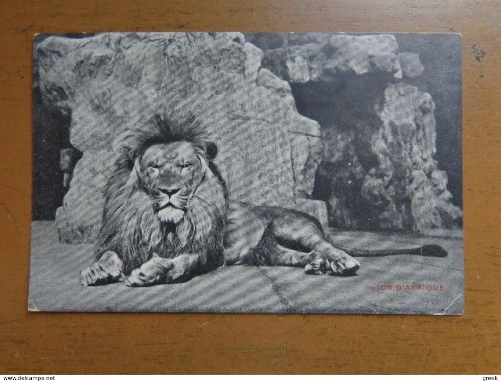 Postkaart, Zoo van Antwerpen, Leeuw / 1911, Verzamelen, Verzenden, Voor 1920, Gelopen, Antwerpen