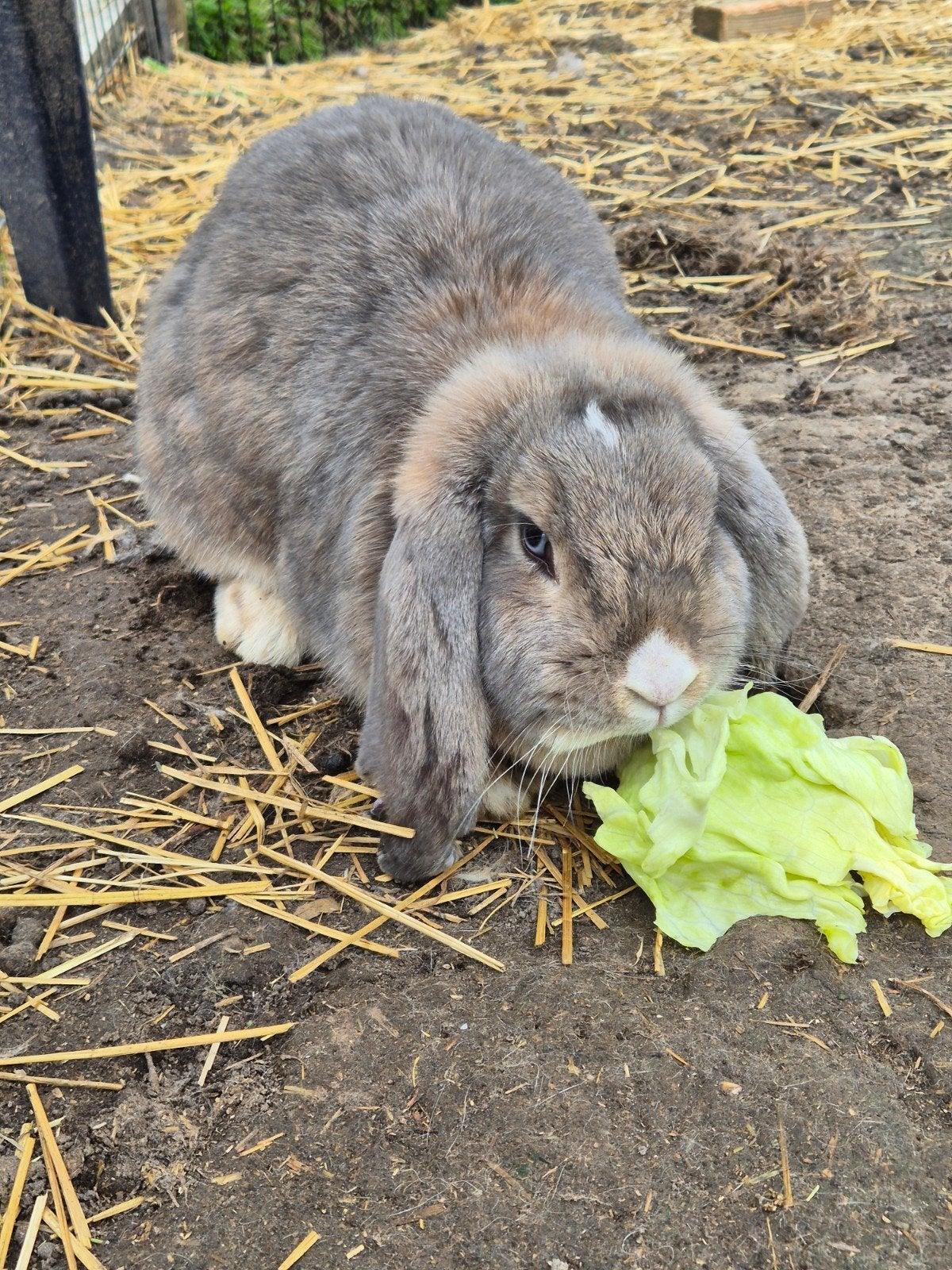 Franse hangoor voedster, Dieren en Toebehoren, Konijnen, Hangoor