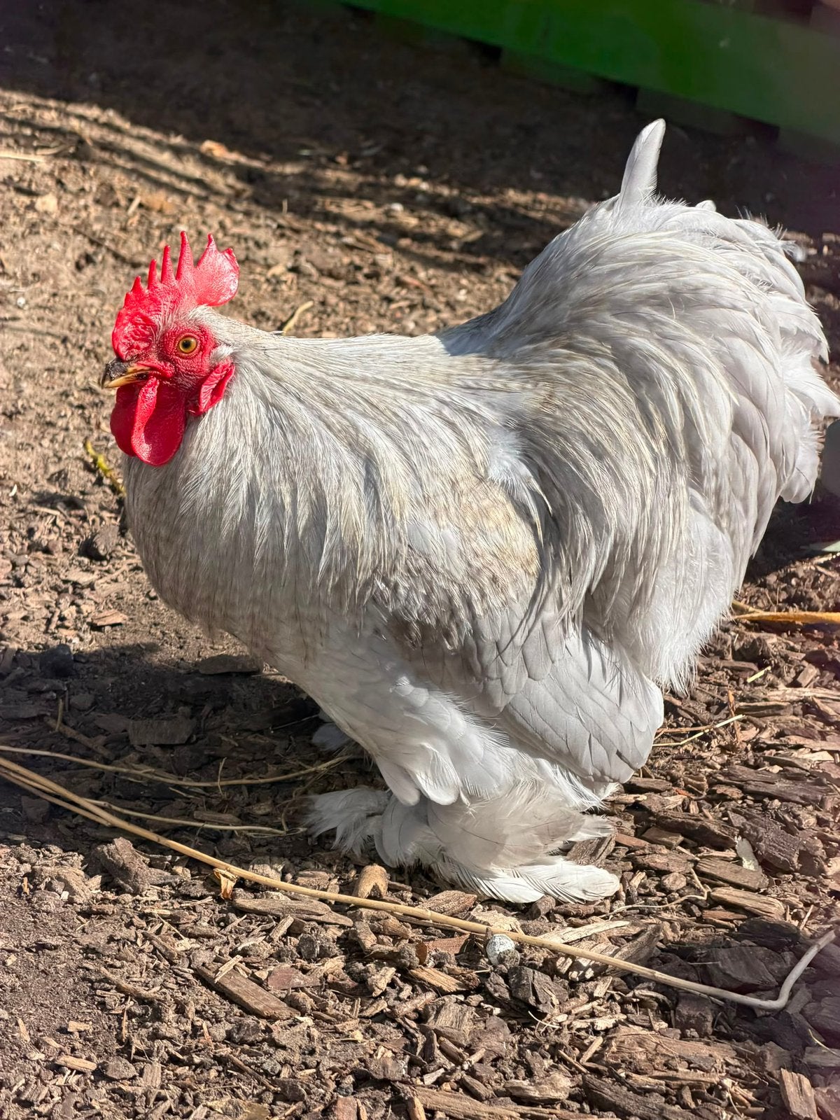 Cochin haantje 5 maand, Dieren en Toebehoren, Pluimvee