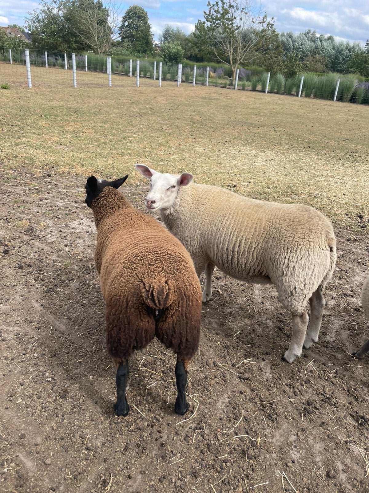 Schapen