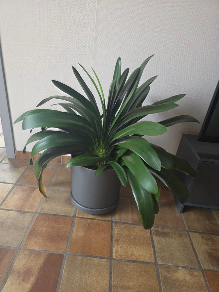 Plant edele clivia met pot, Ophalen
