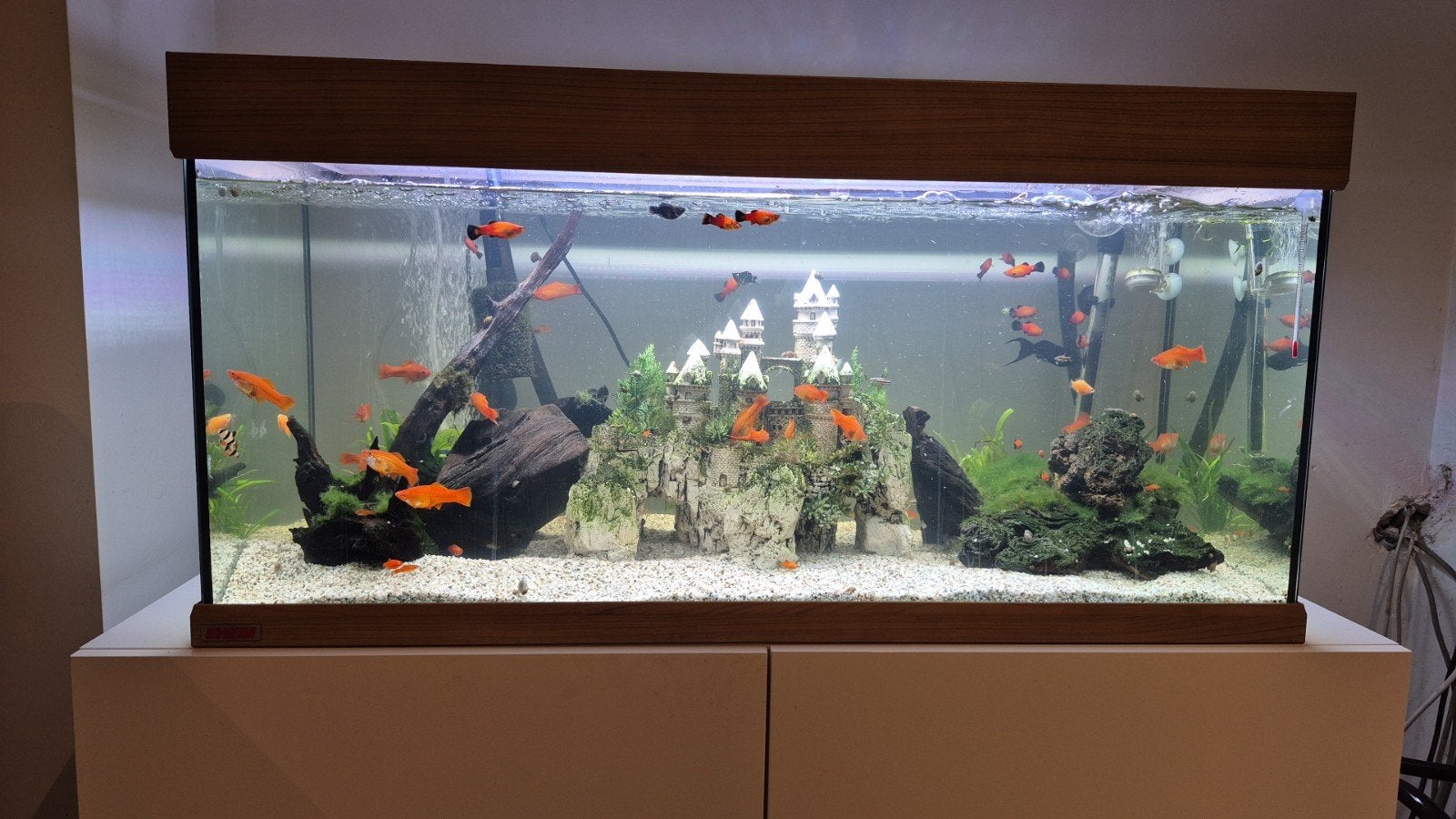 aquarium met pomp en decoratie, Dieren en Toebehoren, Ophalen, Pomp, Decoratie