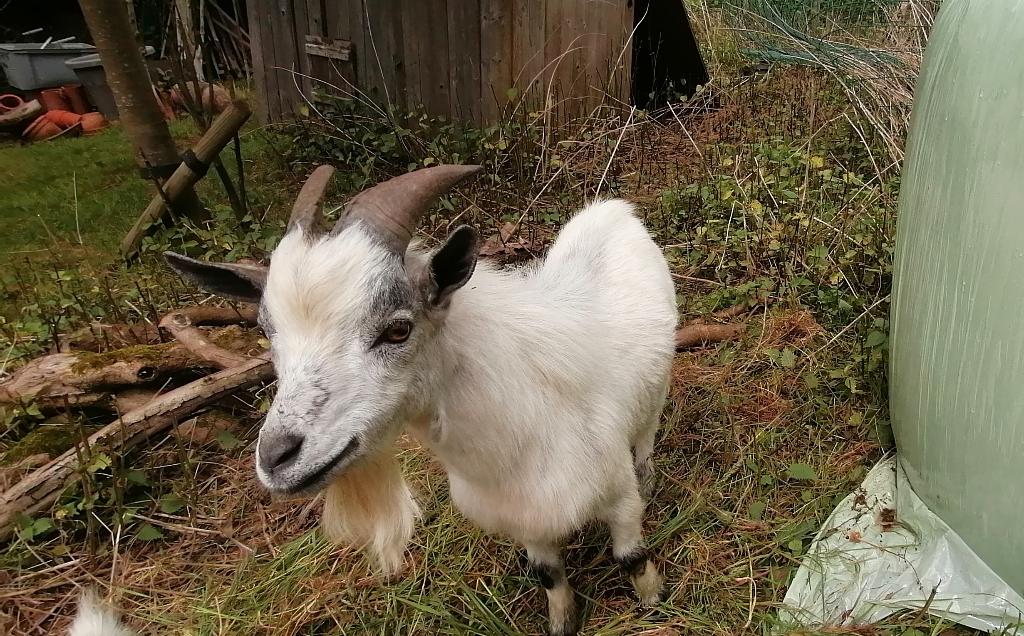 Dwerggeiten bokje, Dieren en Toebehoren, Schapen, Geiten en Varkens, Mannelijk, Geit, 0 tot 2 jaar