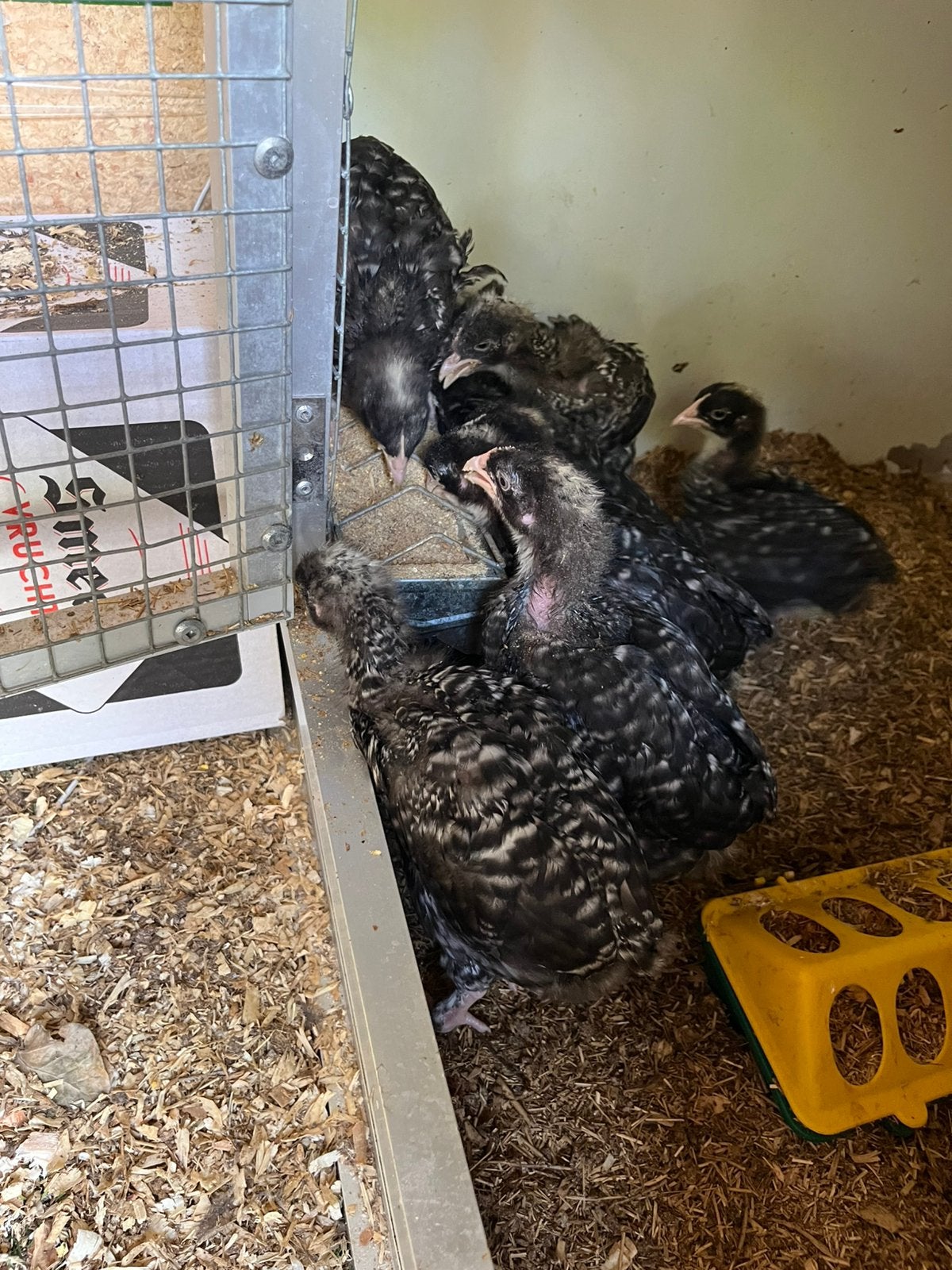 Jonge hennetjes mechelse koekoek, Dieren en Toebehoren, Pluimvee