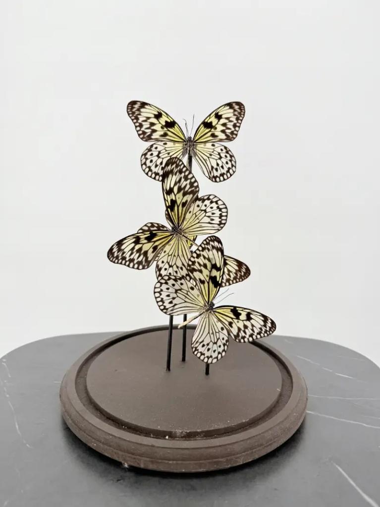 Vier rijstpapier-vlinders op sokkel, Ophalen of Verzenden, Nieuw, Insect, Opgezet dier
