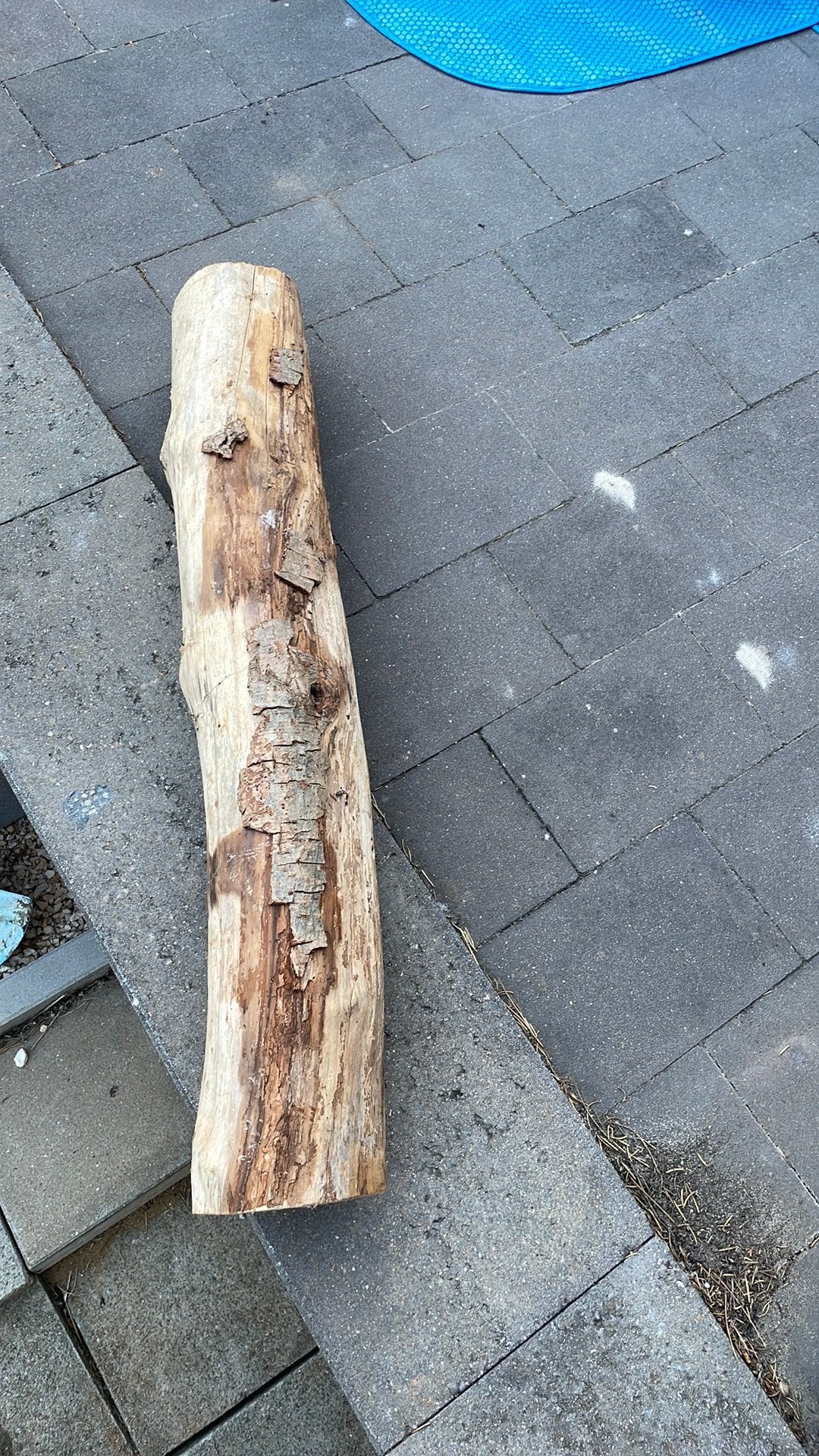 Houten balk, Ophalen, Gebruikt, Terrarium of Paludarium