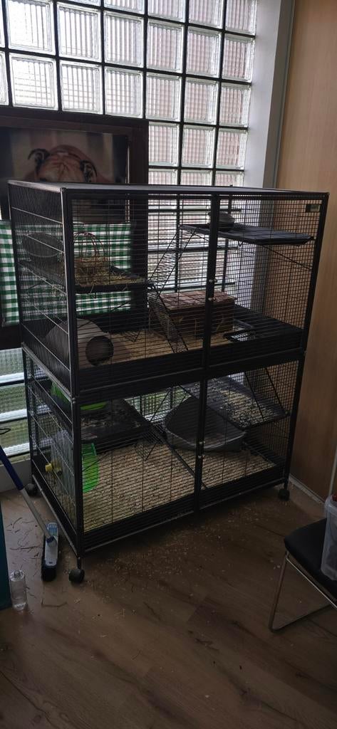 Groot knaagdier kooi met mannelijke chinchilla, Enlèvement, Cage, Chinchilla